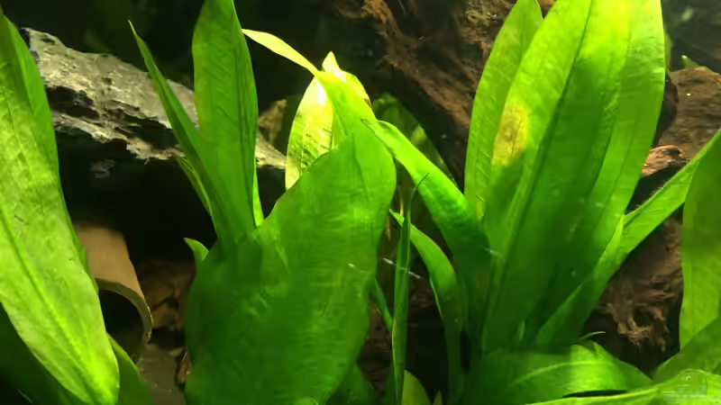 Pflanzen im Aquarium Südamerika von Marius Stößer (65)