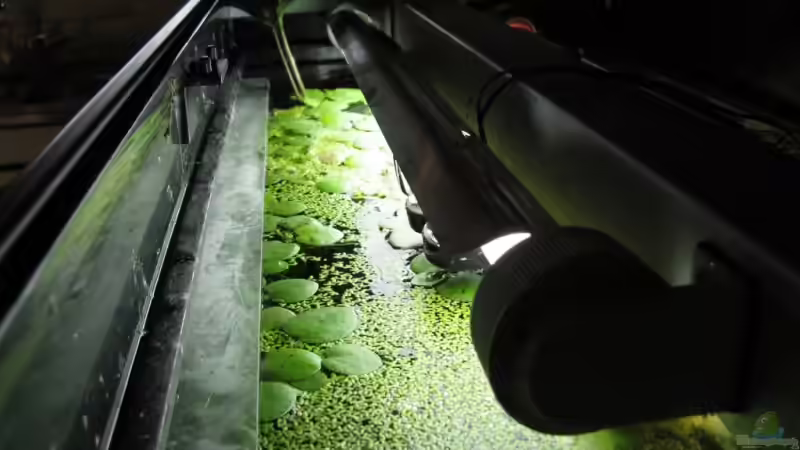 Pflanzen im Aquarium Südamerika von Marlone (10)