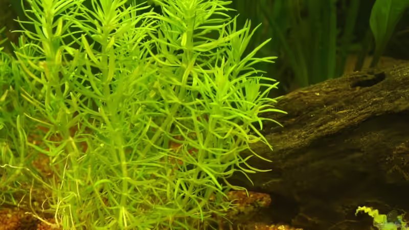 Pflanzen im Aquarium Südamerika von Mike Reimann (14)