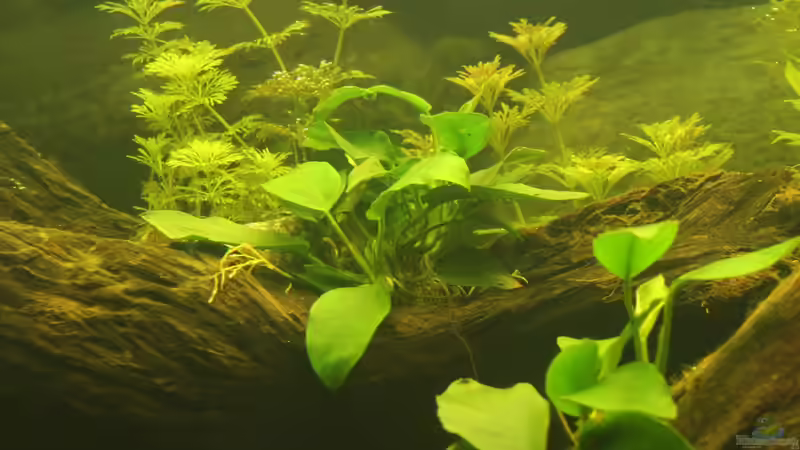 Pflanzen im Aquarium Südamerika von Mike Reimann (15)
