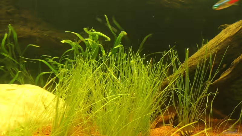 Pflanzen im Aquarium Südamerika von Mike Reimann (17)