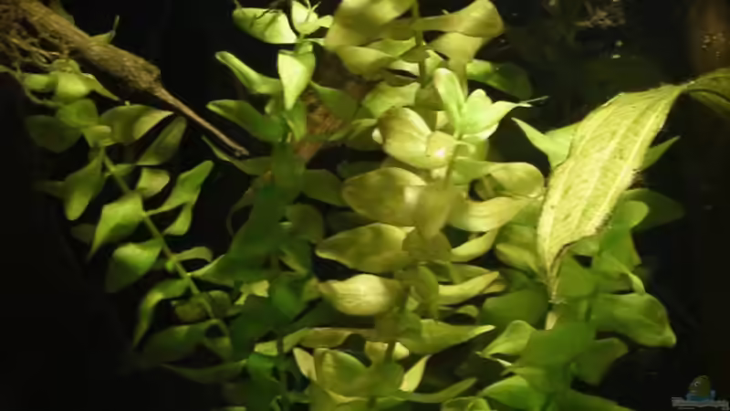 Pflanzen im Aquarium Südamerika-WG von Fat Tony (12)