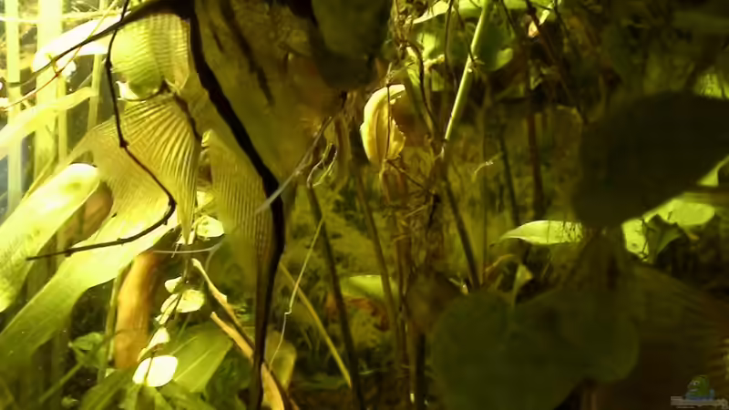 Pflanzen im Aquarium Südamerika-WG von Fat Tony (7)