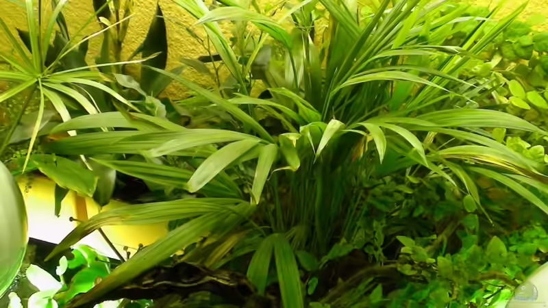 Pflanzen im Aquarium Südamerika-WG von Fat Tony (8)
