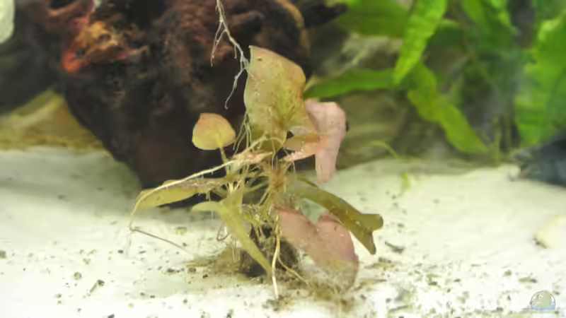 Pflanzen im Aquarium Südamerika Zwergbuntbarsche von Alsi (28)