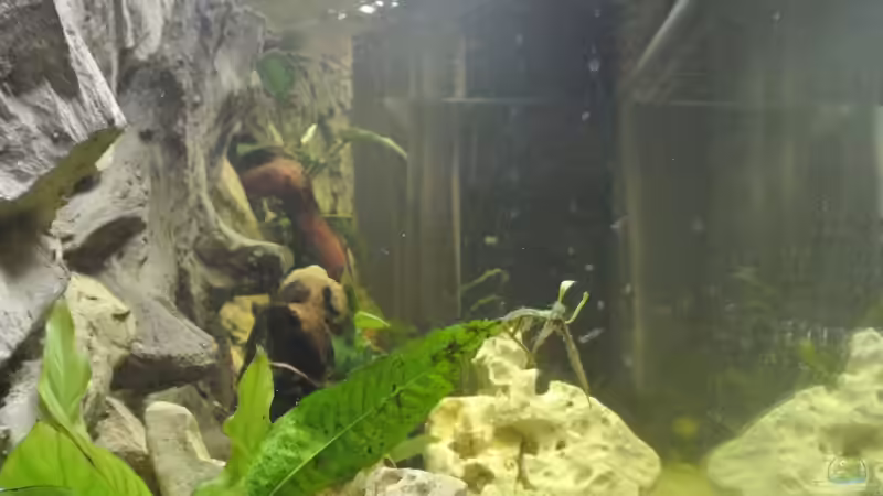 Pflanzen im Aquarium Südamerika Zwergbuntbarsche von Alsi (31)