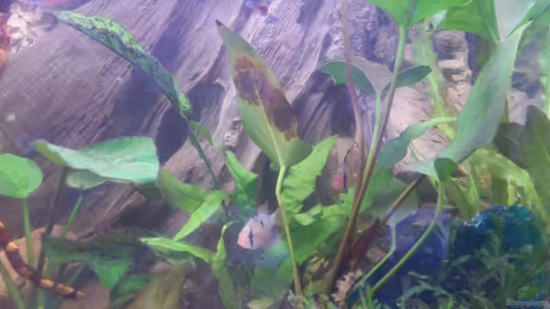 Pflanzen im Aquarium Südamerika Zwergbuntbarsche von Alsi (33)