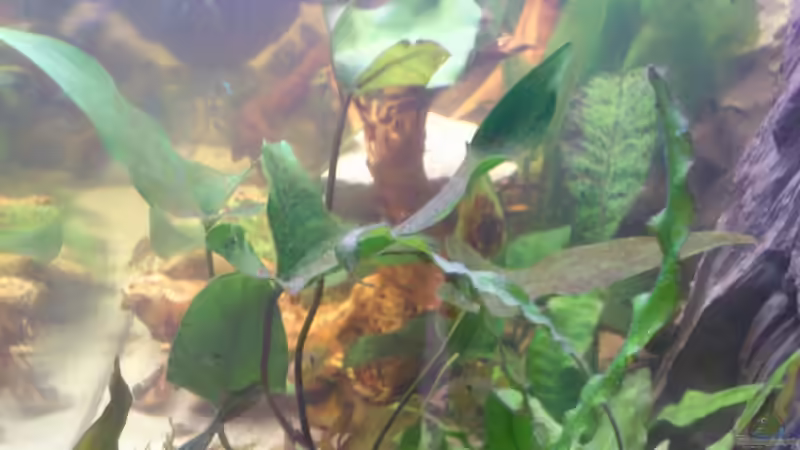 Pflanzen im Aquarium Südamerika Zwergbuntbarsche von Alsi (35)