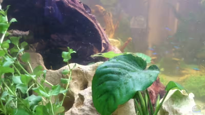 Pflanzen im Aquarium Südamerika Zwergbuntbarsche von Alsi (37)