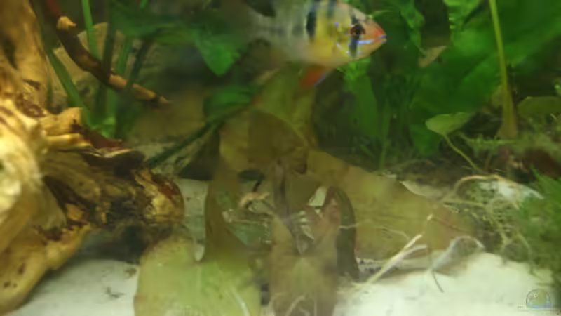 Pflanzen im Aquarium Südamerika Zwergbuntbarsche von Alsi (40)