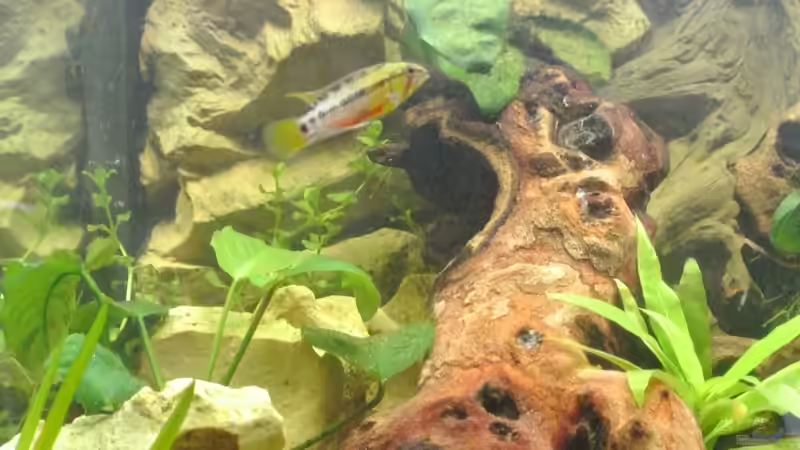 Pflanzen im Aquarium Südamerika Zwergbuntbarsche von Alsi (42)