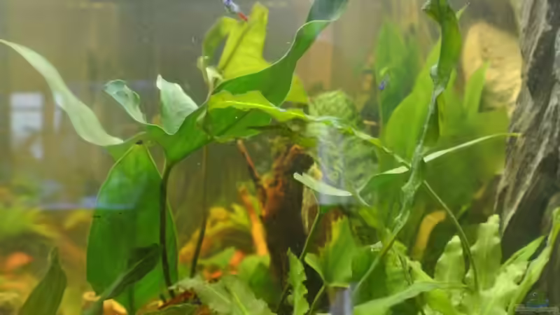 Pflanzen im Aquarium Südamerika Zwergbuntbarsche von Alsi (43)