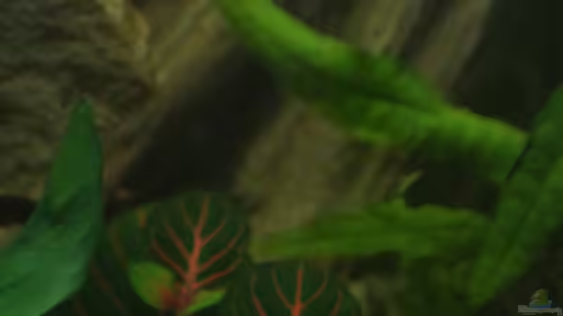 Pflanzen im Aquarium Südamerika Zwergbuntbarsche von Alsi (44)