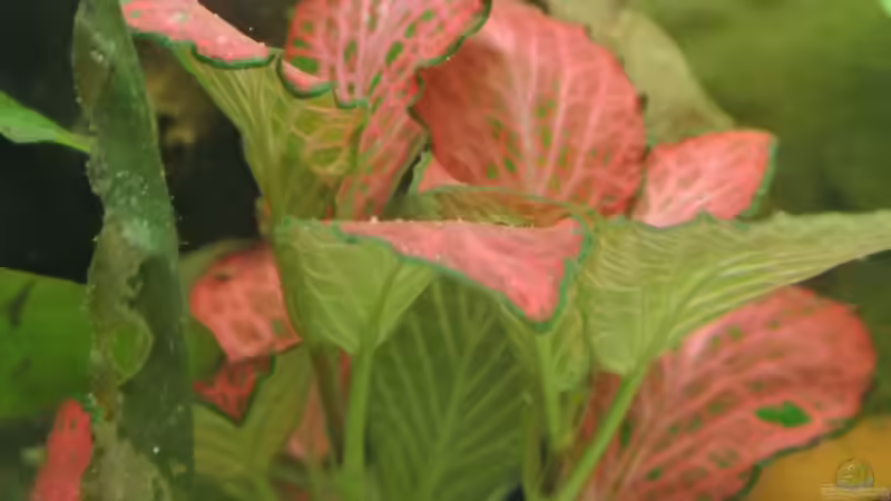 Pflanzen im Aquarium Südamerika Zwergbuntbarsche von Alsi (45)