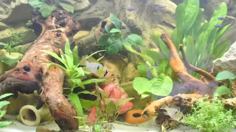 Pflanzen im Aquarium Südamerika Zwergbuntbarsche von Alsi (46)