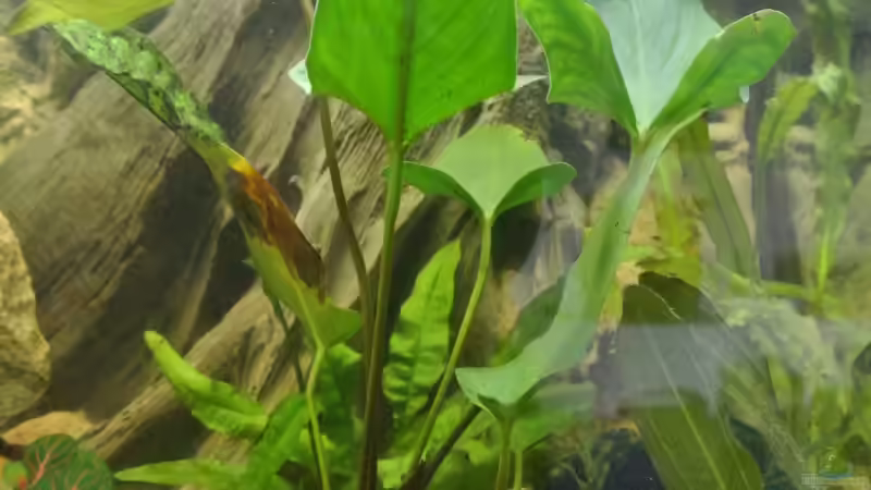 Pflanzen im Aquarium Südamerika Zwergbuntbarsche von Alsi (49)