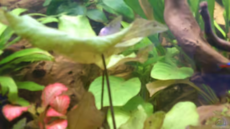 Pflanzen im Aquarium Südamerika Zwergbuntbarsche von Alsi (50)