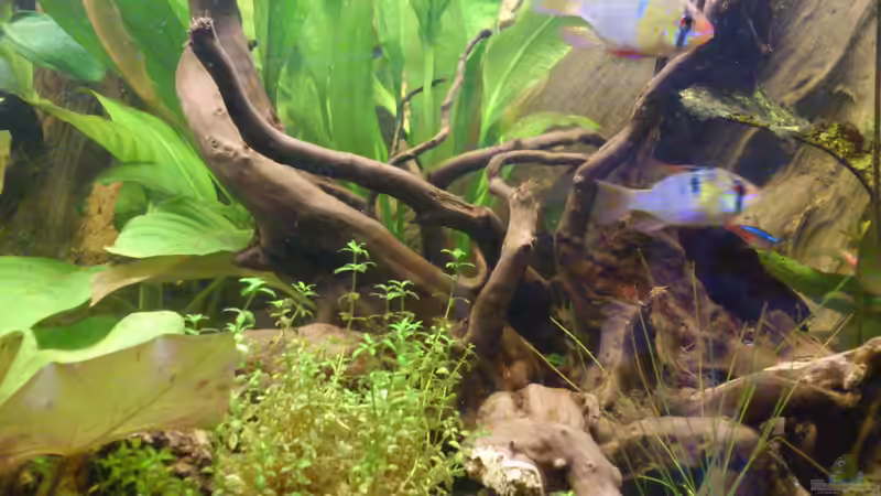 Pflanzen im Aquarium Südamerika Zwergbuntbarsche von Alsi (51)