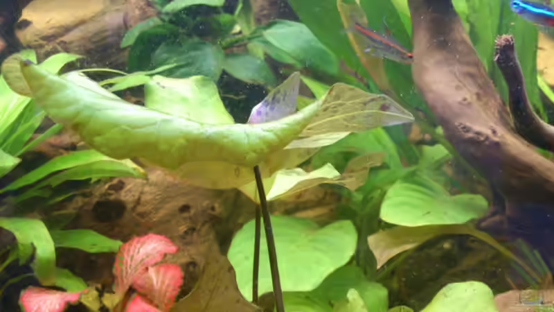 Pflanzen im Aquarium Südamerika Zwergbuntbarsche von Alsi (52)