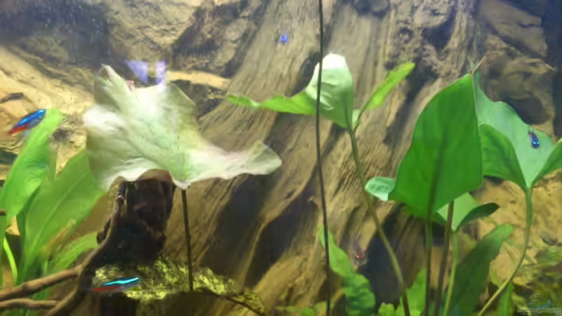 Pflanzen im Aquarium Südamerika Zwergbuntbarsche von Alsi (53)