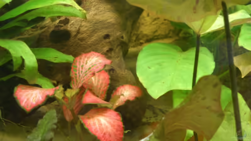 Pflanzen im Aquarium Südamerika Zwergbuntbarsche von Alsi (54)