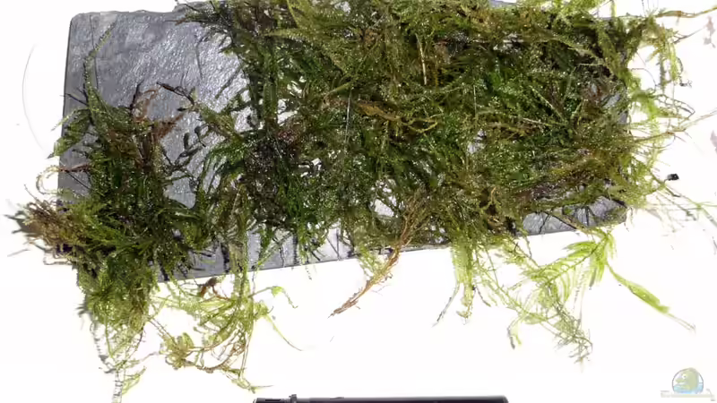 Pflanzen im Aquarium Südamerikabecken von _ME_ (5)