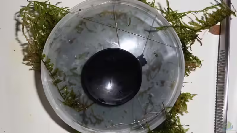 Pflanzen im Aquarium Südamerikabecken von _ME_ (6)