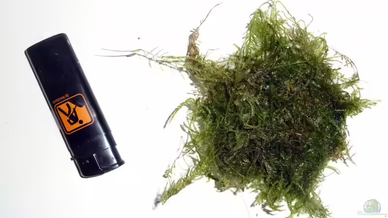 Pflanzen im Aquarium Südamerikabecken von _ME_ (7)