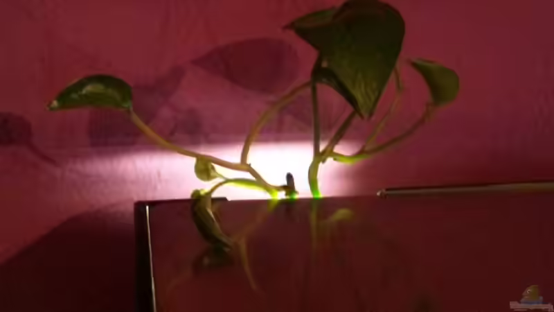 Pflanzen im Aquarium Südamerikabecken von ~Danny~ (10)