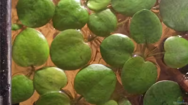 Pflanzen im Aquarium Südamerikabecken von ~Danny~ (11)