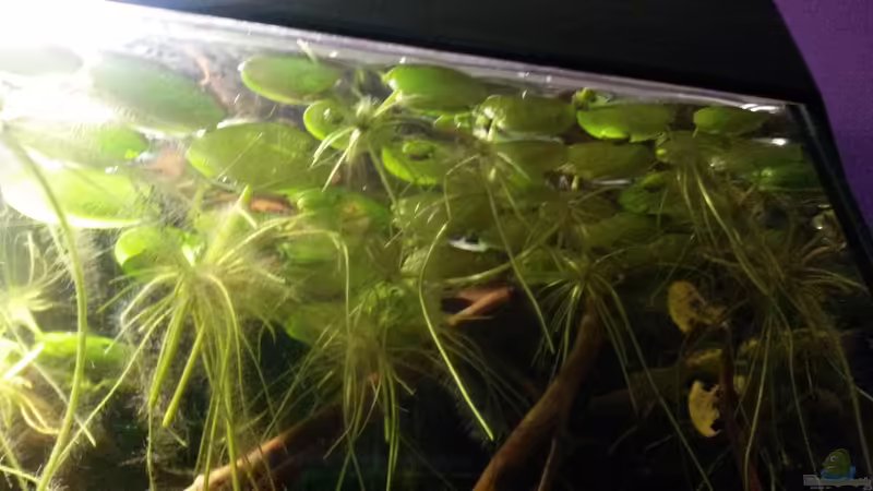 Pflanzen im Aquarium Südamerikabecken von ~Danny~ (12)