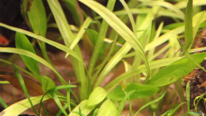 Pflanzen im Aquarium Südamerikabecken von Maria Glas (8)