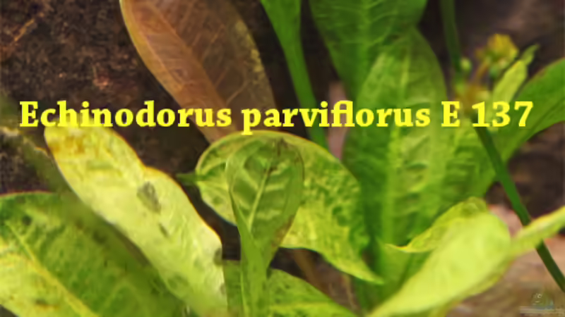 Pflanzen im Aquarium Südamerikabecken von Maria Glas (9)