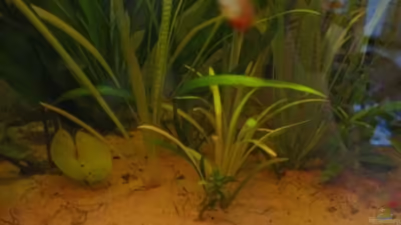 Pflanzen im Aquarium Südamerika(existiert so nicht mehr) von Stephan Radtke (10)