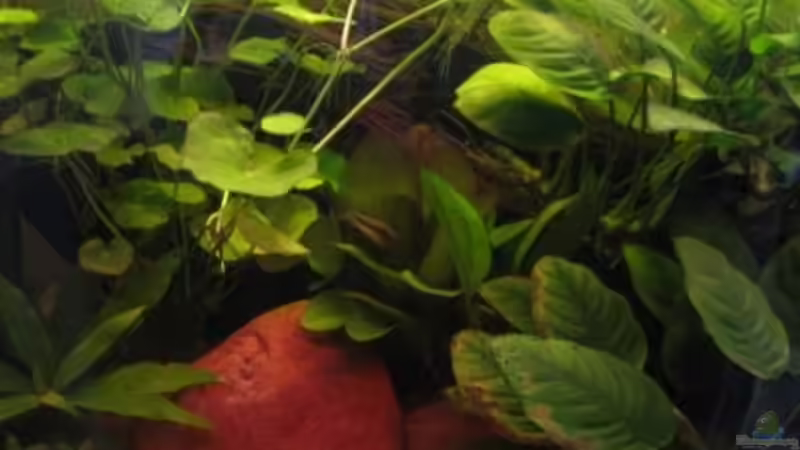 Pflanzen im Aquarium Südamerika(existiert so nicht mehr) von Stephan Radtke (11)