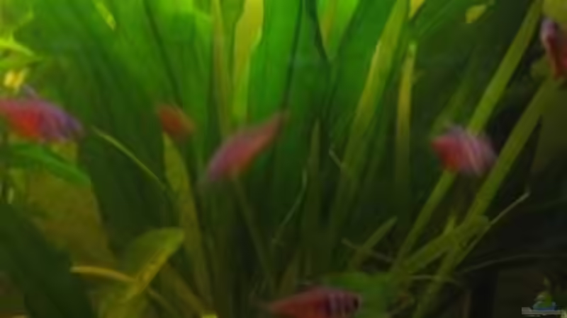 Pflanzen im Aquarium Südamerika(existiert so nicht mehr) von Stephan Radtke (12)