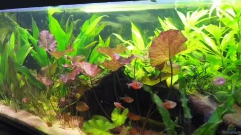 Pflanzen im Aquarium Südamerika(existiert so nicht mehr) von Stephan Radtke (15)