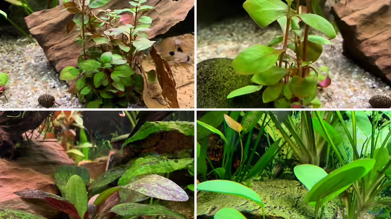 Pflanzen im Aquarium Südamerikanisches Gesellschaftsbecken von EdaSh (2)