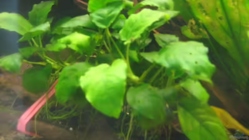 Pflanzen im Aquarium SüdOst Asien 375L Wohnzimmer (nur noch Beispiel) von Tiburón (19)