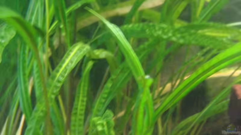 Pflanzen im Aquarium SüdOst Asien 375L Wohnzimmer (nur noch Beispiel) von Tiburón (20)