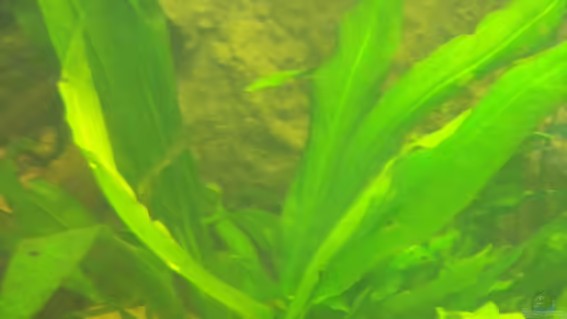 Pflanzen im Aquarium Sumatra von lupusmedicus (15)