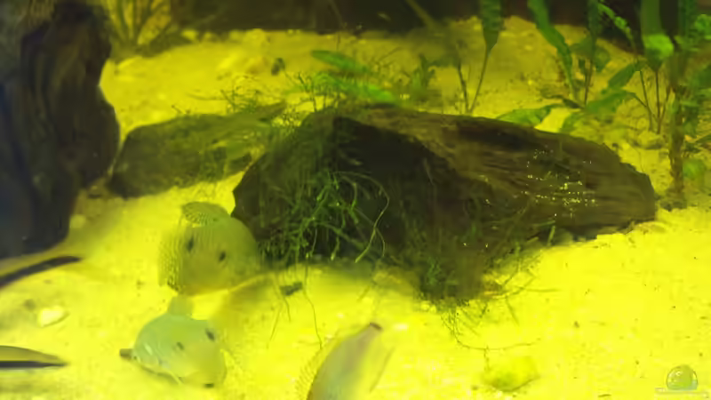 Pflanzen im Aquarium Sumatra von lupusmedicus (16)