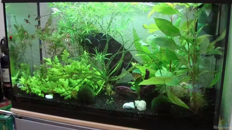 Pflanzen im Aquarium Sumatrabarben Aquarium von Tobi_88_ (2)