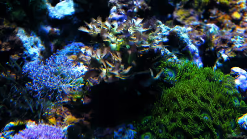 Pflanzen im Aquarium Sunshine Coast von Malawigo (26)