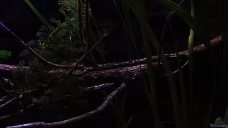 Pflanzen im Aquarium Suvadee of South Asia von Florian Bandhauer (13)