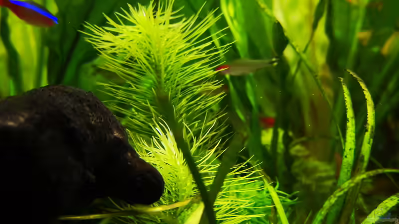 Pflanzen im Aquarium Sven`s Gesellschaftsbecken von Sven2501 (12)