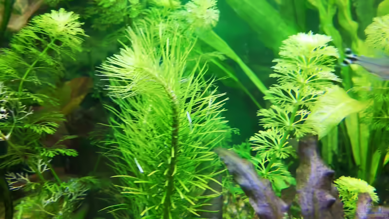 Pflanzen im Aquarium Sven`s Gesellschaftsbecken von Sven2501 (13)