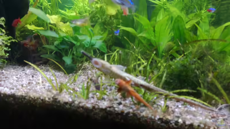 Pflanzen im Aquarium Sven`s Gesellschaftsbecken von Sven2501 (14)