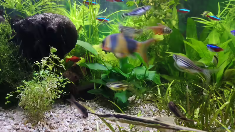 Pflanzen im Aquarium Sven`s Gesellschaftsbecken von Sven2501 (15)