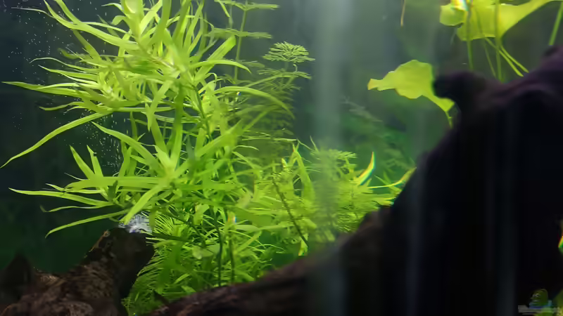 Pflanzen im Aquarium Sven`s Gesellschaftsbecken von Sven2501 (17)